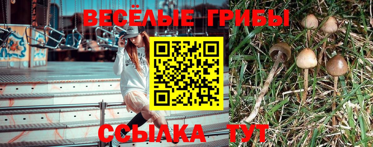 Красногорск  Галлюциногенные грибы Psilocybe  Вход с VPN 